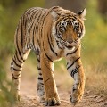 Tiger Captured in Manchiryala