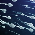 Coronavirus can live in Sperm for Three years