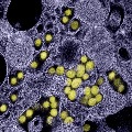 New corona virus found in Britain