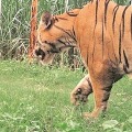 Tiger moves in green fields at manchiryala district
