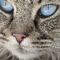 Pet cat tests positive for coronavirus in Hong Kong