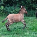 Zebra Mates With Donkey and Gives Birth To Zonkey