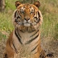 Kalpana the Tigress died with Kidney Failure Only
