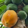Papaya Gets Corona Positive in Tanjania