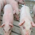  African swine fever kills pigs