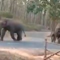 Elephants Maintaining Social Distance