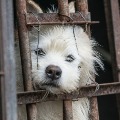 Shenzhen becomes first city in china to ban dogs cats meat 