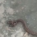 Two heads snake found in Odisha