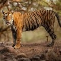 Tiger in New York Zoo Tests Positive for Coronavirus