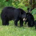 China gives nod to use Bear Bile in corona treatment