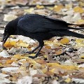 50 Crows and 3 Dogs dead in Tamil Nadu Poompuhar
