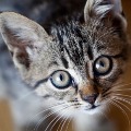 Two cats in New York are first pets known to have coronavirus in the US