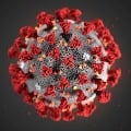 Research on corona virus gets no specific answers about immunity