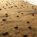  some adorable tiny turtles running back to the ocean