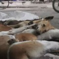 Dogs dying in Peddapally panic among locals