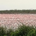 Thousands Of Flamingos Turn Creek Near Mumbai Pink