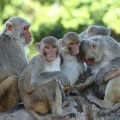 World Hope on Rhesus Monkeys