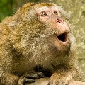 Monkeys theft 30 gram gold chins in Telangana