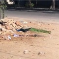 Peacocks appears on Hyderabad roads 