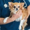 Corona virus infected to dogs via their owners