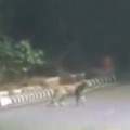 Telangana Forest Department clarifies about cheeta rumours