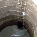 rescued two bears that had fallen in wells