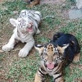 Chennai Zoo established live stream to wacth animals