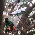 youth quarantined themselves for 14 days on a tree 