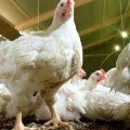 Poultry owner gave hens free of cost