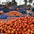 Tomato Rate Down to rupees ten for three Kilos