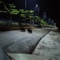 Bears appears on Tirumala roads while lock down 