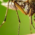  Coronavirus is not caused by the mosquito