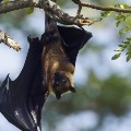 people affraid about bats in the trees at rythubajar